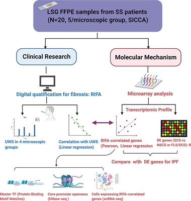 Sclerosing Sialadenitis Is Associated With Salivary Gland Hypofunction and a Unique Gene Expression Profile in Sjögren’s Syndrome